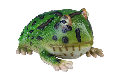 ŻABA ROGATA 25 CM DŁUGOŚCI