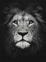 Malowanie Po Numerach Lew Czarno-Biały 50X40 Cm Na Ramie
