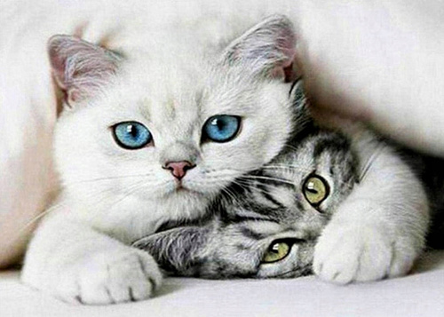 Diamentowa Mozaika Haft Diamentowy Kotki Pod Kołdrą 40x30cm