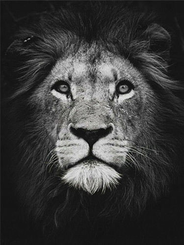 Malowanie Po Numerach Lew Czarno-Biały 50X40 Cm Na Ramie
