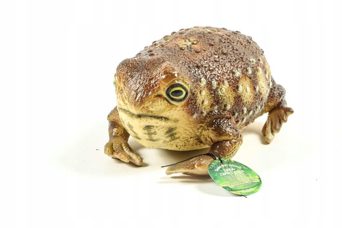 Żaba Common Rain 26 Cm Długości