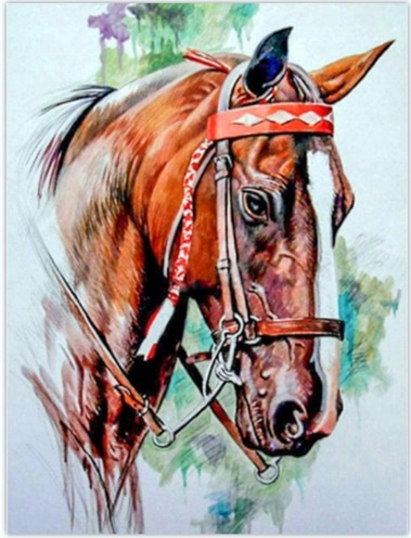 Malowanie Po Numerach Narysowany Koń W Kolorach 40X50 Cm Na Ramie Kreatywne