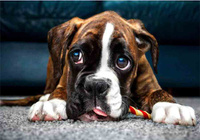 DIAMENTOWA MOZAIKA HAFT DIAMENTOWY PIES BOKSER