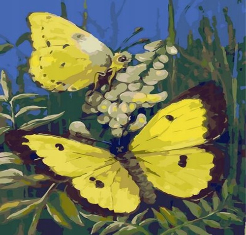 Norimpex Malowanie Po Numerach Motyle