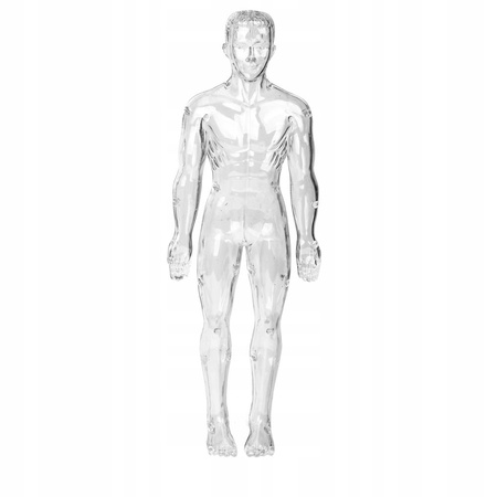 Anatomiczne Ludzkie Ciało Transparentne Składanie Modelu Szkieletu