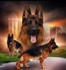 Diamentowa Mozaika Pies Owczarek Z Twierdza 30x40 Cm Kreatywne Diamenty