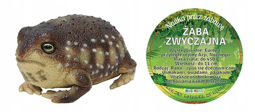 Żaba Common Rain 26 Cm Długości