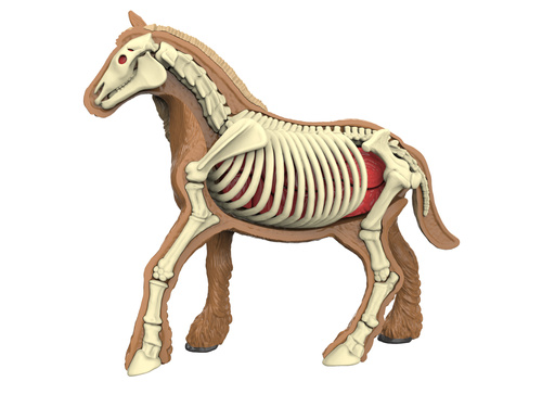Model Anatomiczny Konia Figurka Edukacyjna do Złożenia