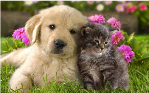 DIAMENTOWA MOZAIKA PIESEK I KOTEK PAK 60 30X40 CM