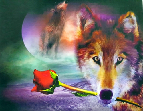 Malowanie Po Numerach Wilk , Róża 50X40 Cm+ Rama