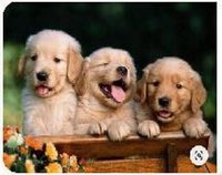 Diamentowa Mozaika 3 Małe Pieski Labradory 30x40 Cm Kreatywne Diamenty