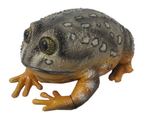 ŻABA WESTERN SPOTTED 22 CM DŁUGOŚCI