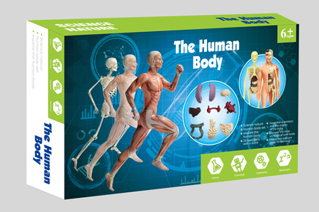 Model Anatomiczny Ludzkiego Ciała dla Dzieci Zestaw Edukacyjny do Składania