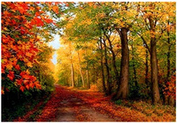 DIAMENTOWA MOZAIKA JESIENNA ŚCIEŻKA