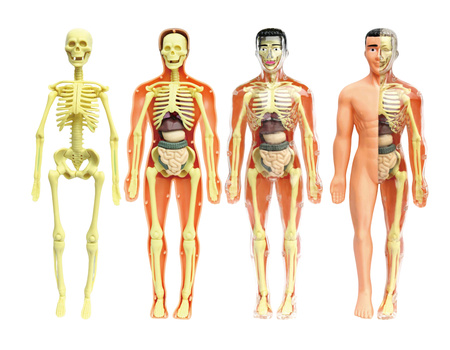 Model Anatomiczny Ludzkiego Ciała dla Dzieci Zestaw Edukacyjny do Składania