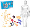 Anatomiczne Ludzkie Ciało Transparentne Składanie Modelu Szkieletu