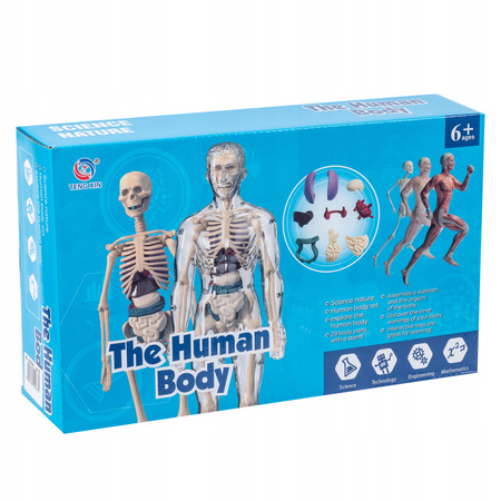 Anatomiczne Ludzkie Ciało Transparentne Składanie Modelu Szkieletu
