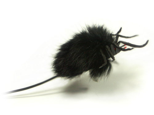 Pająk Skaczący Włochaty Czarny Z Pompką