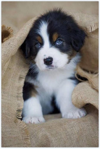 MALOWANIE PO NUMERACH PIES, SZCZENIAK 50X40 + RAMA