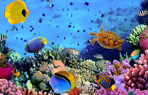 DIAMENTOWA MOZAIKA HAFT DIAMENTOWY RAFA KORALOWA