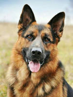 Diamentowa Mozaika Pies Portret Owczarka 30x40 Cm Kreatywne Diamenty