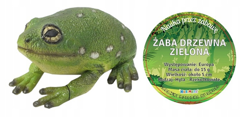 Żaba Drzewna Zielona 22 Cm Długości