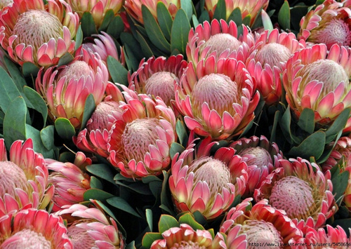 Malowanie Po Numerach Kwiaty Kwitnące Łąka