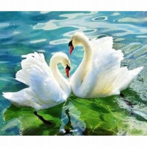 Malowanie Po Numerach Para Łabędzi Wśród Wodnych Liści 50X40 Z Ramą