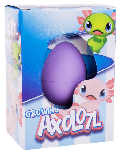 Jajko Jajo Rosnący Aksolotl Wykluwający Z Jajka