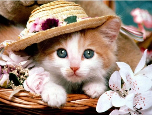 Diamentowa Mozaika Haft Diamentowy Kot W Kapeluszu 30X40 Cm Kreatywne Diamenty