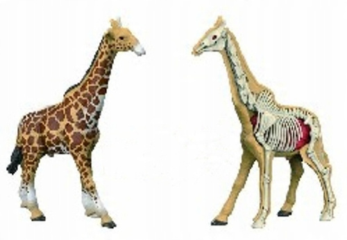 Figurka Zwierzęcia Dzikiego Żyrafy Model Anatomiczny Model Do Złożenia