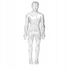 Anatomiczne Ludzkie Ciało Transparentne Składanie Modelu Szkieletu