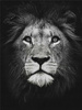 Malowanie Po Numerach Lew Czarno-Biały 50X40 Cm Na Ramie