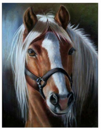 Malowanie Po Numerach Portret Konia Z Jasna Grzywą 50X40 Z Ramą
