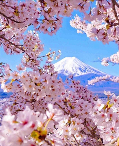 Diamentowa Mozaika Góra Fuji Z Kwiatem Wiśni 30x40Cm Kreatywne Diamenty