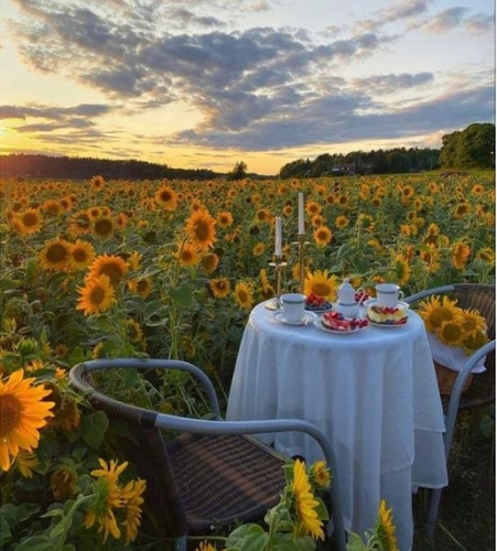 Diamentowa Mozaika Haft Eleganckie Śniadanie Na Polu Słoneczników 30x40 Cm