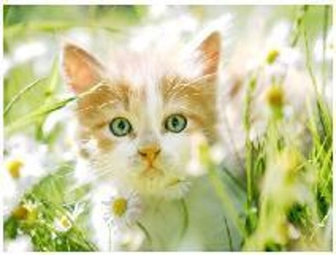 Malowanie Po Numerach Kot, Stokrotki 50X40 Cm Na Ramie