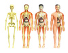 Model Anatomiczny Ludzkiego Ciała dla Dzieci Zestaw Edukacyjny do Składania