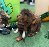 Maskotka Mamut Przytulanka Włochata Miła W Dotyku Pluszak Zoo Zabawka