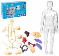 Anatomiczne Ludzkie Ciało Transparentne Składanie Modelu Szkieletu