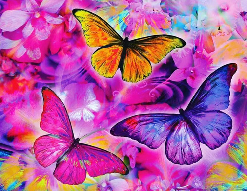 Malowanie Po Numerach Trzy Kolorowe Motyle 50x40 Z Ramą Kreatywne