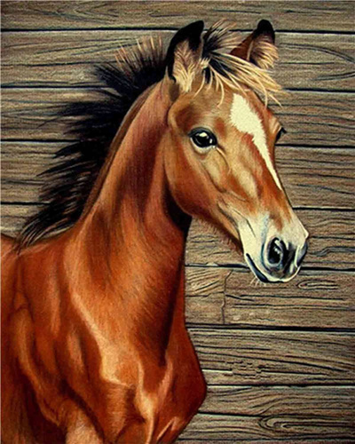 Malowanie Po Numerach Młody Koń Klacz 40X50 Cm Na Ramie Kreatywne