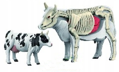 Figurka Zwierzęcia Krowa Łaciata Model Anatomiczny Model Do Złożenia