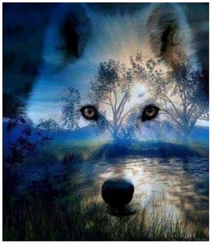Malowanie Po Numerach Wilk, Las 50X40 Cm+ Rama