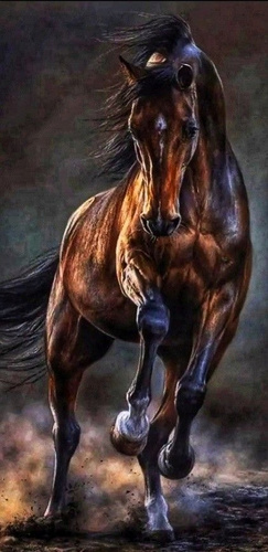 Malowanie Po Numerach Koń Dziki Czarny Rumak 40X50 Z Ramą