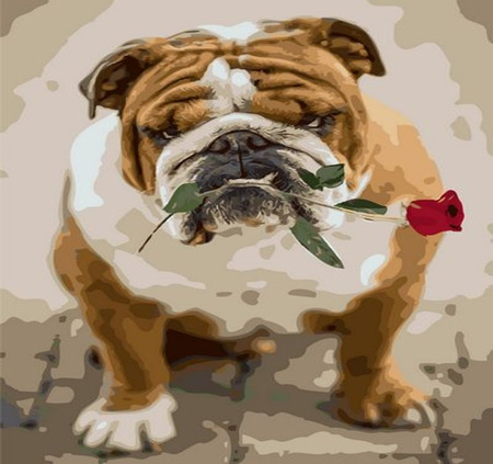 Malowanie Po Numerach Bulldog Z Różą 40 x 50