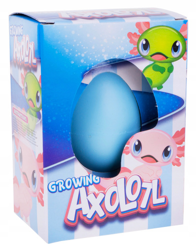 Jajko Jajo Rosnący Aksolotl Wykluwający Z Jajka