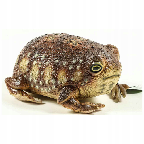Żaba Common Rain 26 Cm Długości