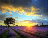 Diamentowa Mozaika Słońce Nad Lawendowym Polem 30x40 Cm Kreatywne Diamenty