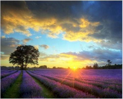 Diamentowa Mozaika Słońce Nad Lawendowym Polem 30x40 Cm Kreatywne Diamenty